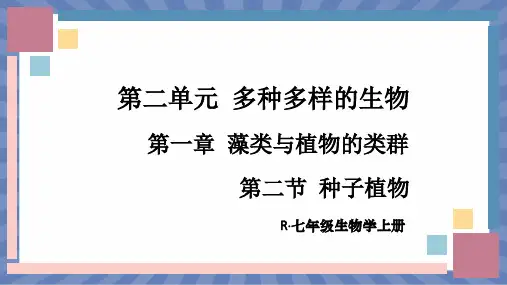 生物人教版2024版七年级上册2.1.2 种子植物 课件03