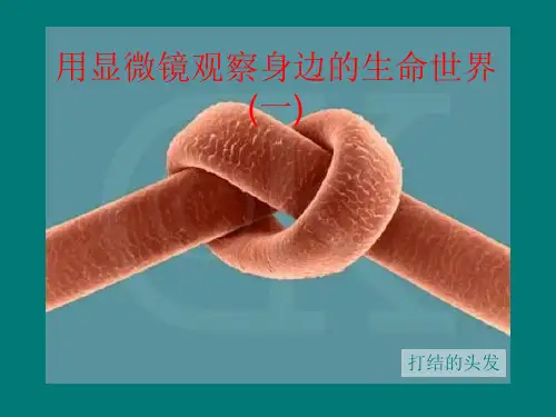 小学六年级下册科学用显微镜观察身边的生命世界(一)(二)(三)