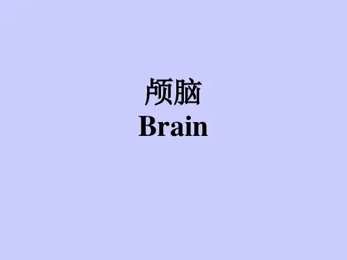 颅脑横断层解剖学