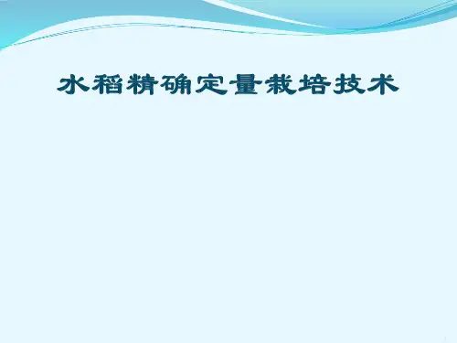 水稻精确定量栽培技术