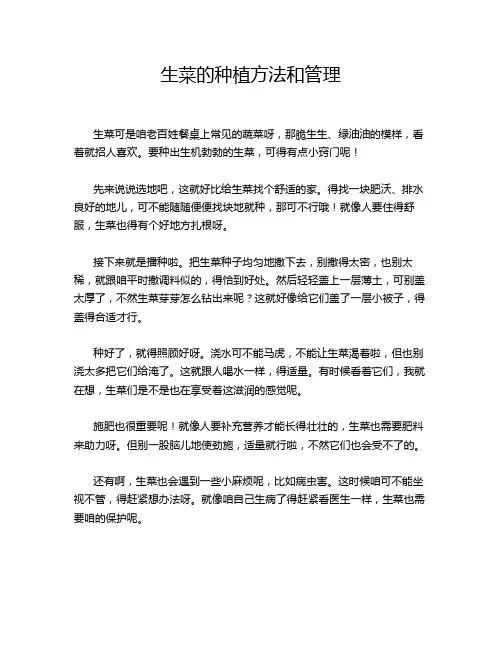 生菜的种植方法和管理