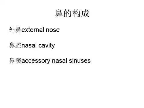 鼻的解剖断层-医学课件