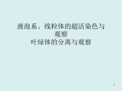 液泡系线粒体的超活染色与观察及叶绿体的分离与观察ppt课件
