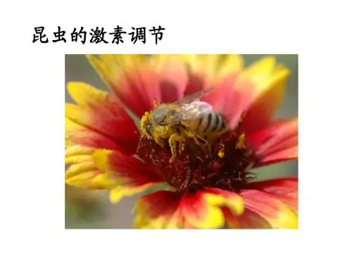 80昆虫的激素调节