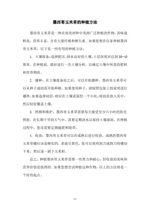 墨西哥玉米草的种植方法