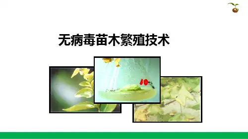 无病毒苗木繁育技术—无病毒苗木的鉴定(苗木繁育技术课件)