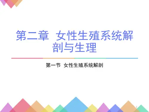 女性生殖系统解剖课件ppt演示课件