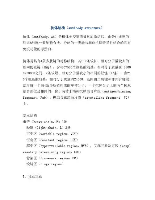 抗体结构(antibody structure)