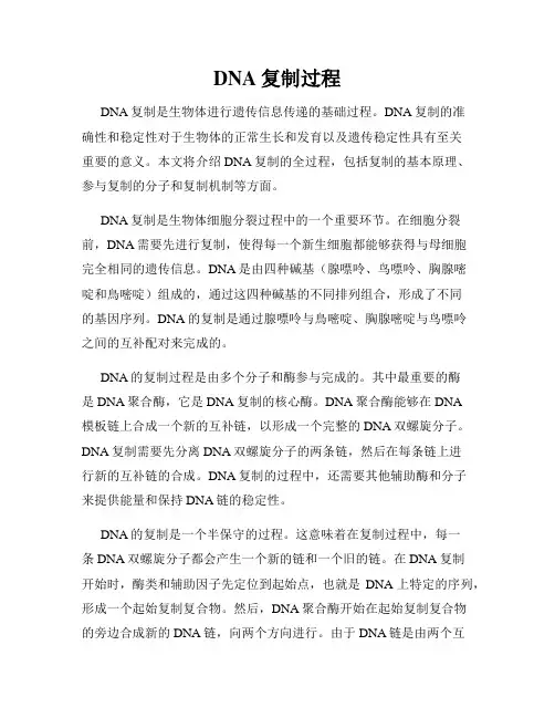 DNA复制过程