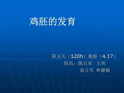 鸡胚的发育