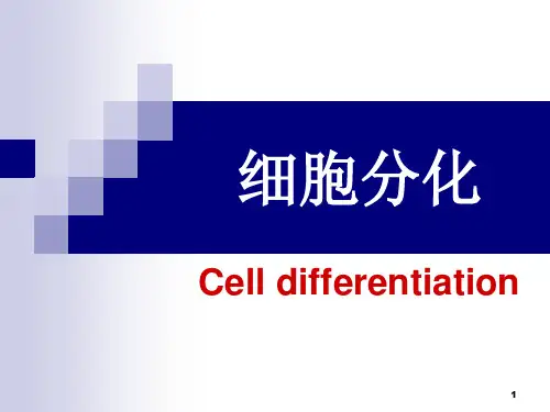 细胞生物学课件：13-细胞的分化(3)