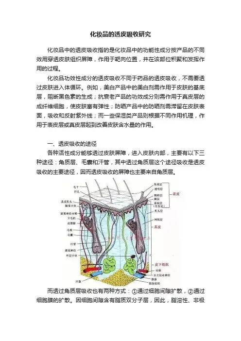 化妆品的透皮吸收研究