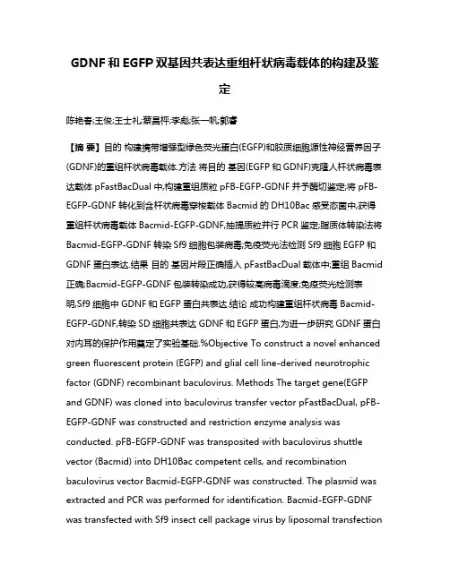 GDNF和EGFP双基因共表达重组杆状病毒载体的构建及鉴定