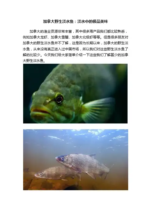 加拿大野生淡水鱼：淡水中的极品美味