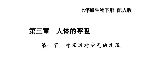 人体的呼吸复习课件