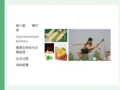 生物化学第八章糖代谢