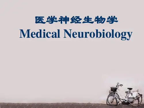医学神经生物学--神经递质和神经肽  ppt课件