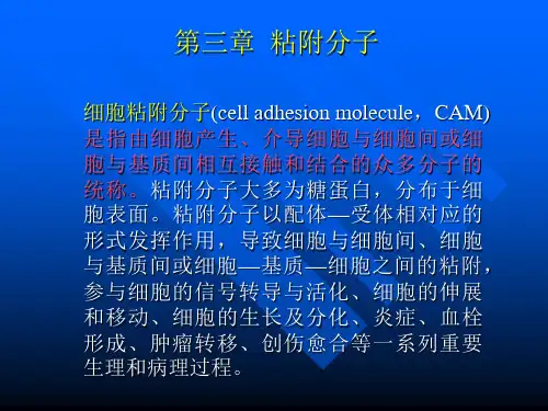第3章 黏附分子