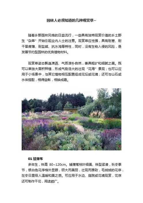 园林人必须知道的几种观赏草~
