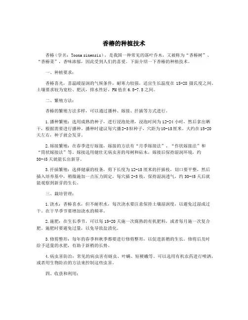 香椿的种植技术