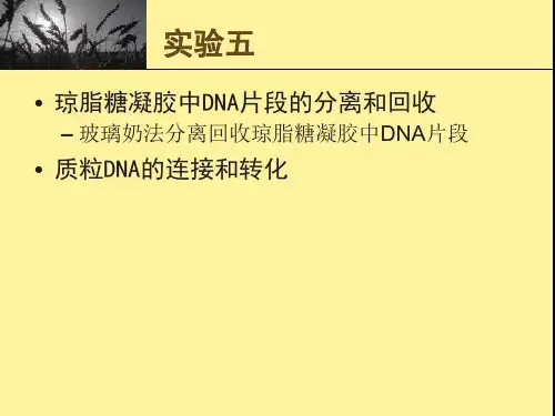琼脂糖凝胶中DNA片段的分离和回收