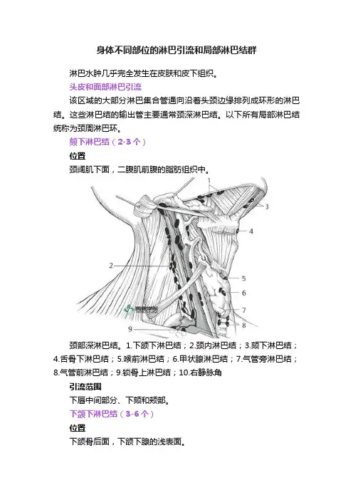 身体不同部位的淋巴引流和局部淋巴结群