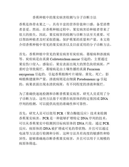 香蕉种植中的果实病害检测与分子诊断方法