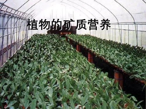 植物的矿质代谢