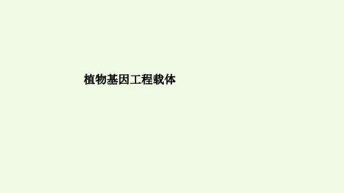 植物基因工程载体