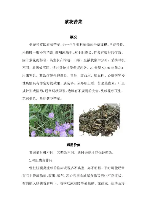 紫花苦菜