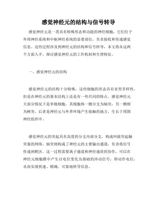 感觉神经元的结构与信号转导