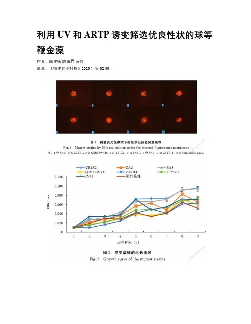 利用UV和ARTP诱变筛选优良性状的球等鞭金藻 