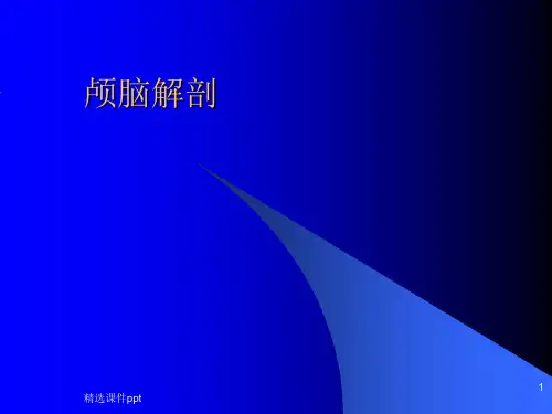 大脑解剖图谱