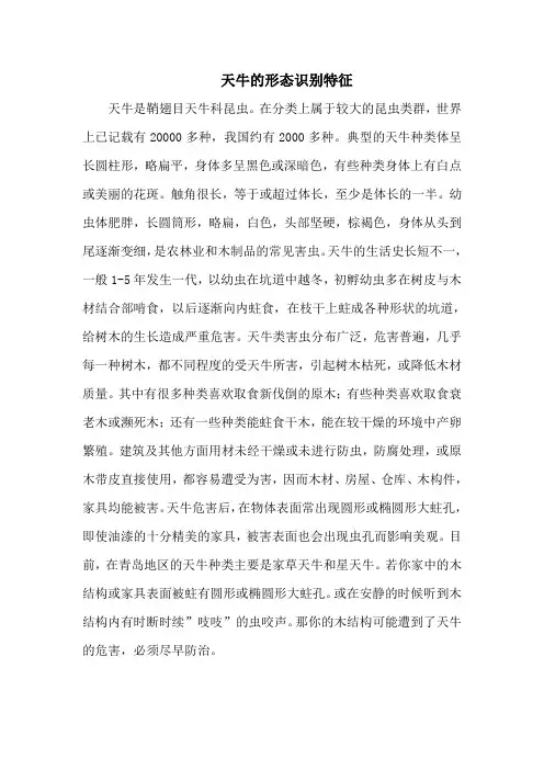 天牛的形态识别特征
