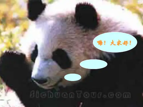 国宝—大熊猫ppt课件演示文稿