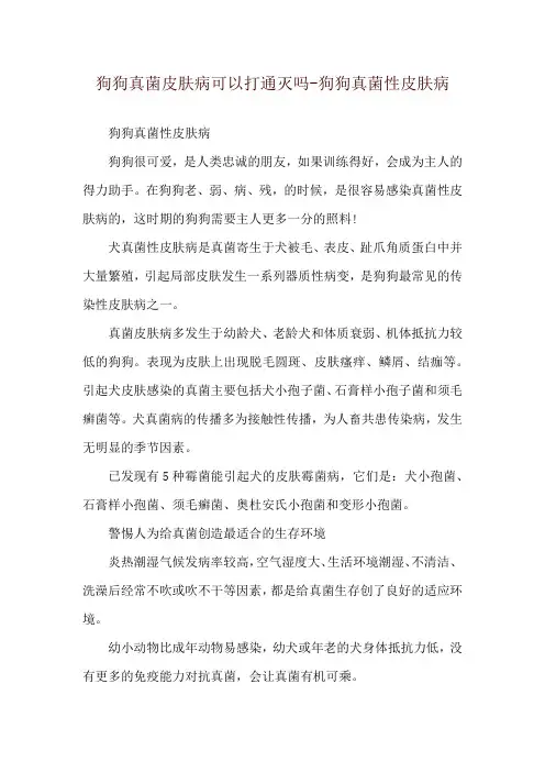 狗狗真菌皮肤病可以打通灭吗-狗狗真菌性皮肤病