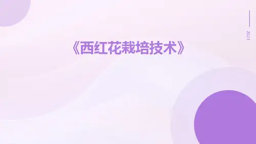 西红花栽培技术