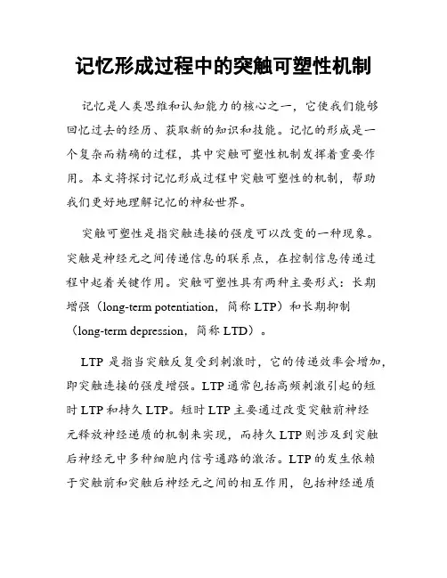 记忆形成过程中的突触可塑性机制