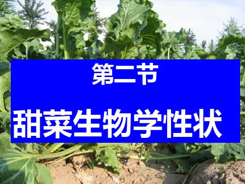 第二节、甜菜栽培的生物学基础