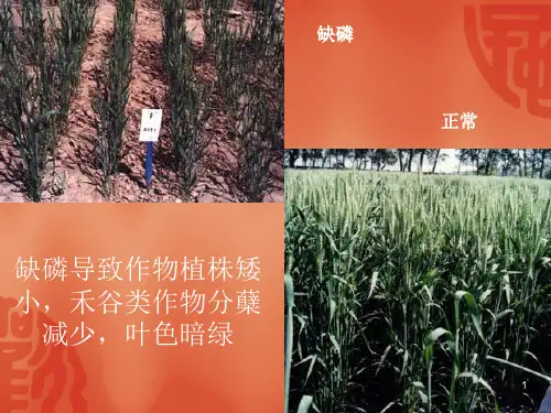 植物缺磷症状课件