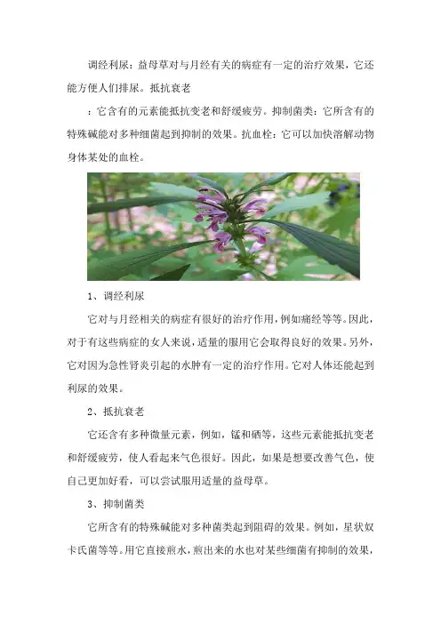 益母草的功效和作用