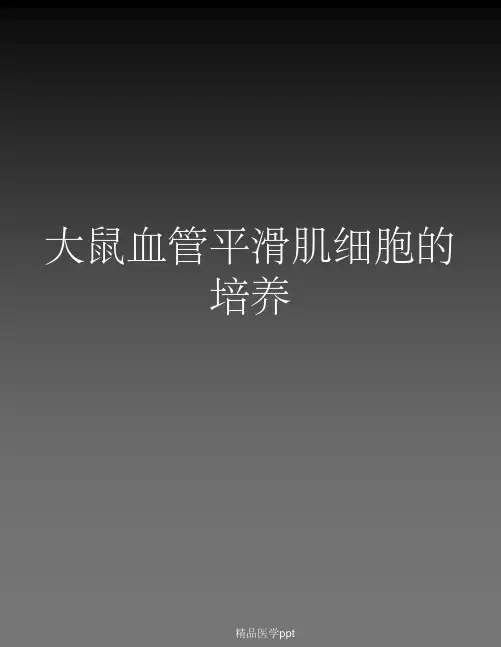 大鼠血管平滑肌细胞的培养