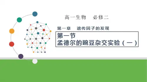 【课件】孟德尔的豌豆杂交实验(一)课件高一下学期生物人教版(2019)必修2