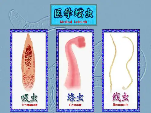 绦虫概述、带绦虫