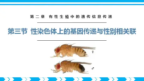性染色体上的基因传递与性别相关联验-高一生物(沪科版2020必修2)