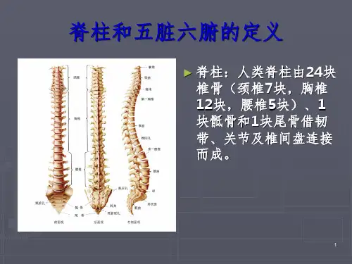 脊柱与五脏六腑的关系课堂PPT