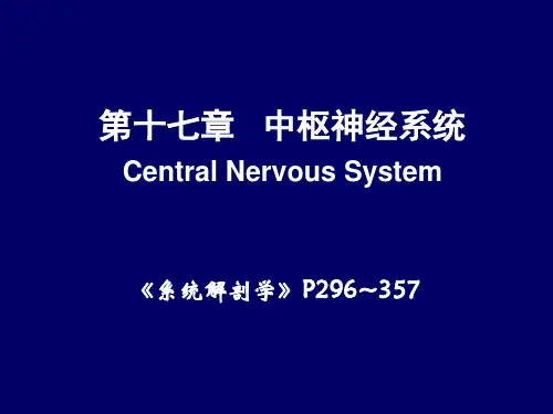 11系解-脊髓