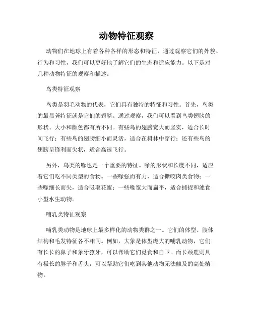 动物特征观察