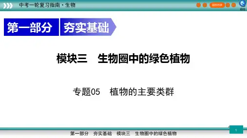 专题05 植物的主要类群-新课标中考生物一轮复习精讲课件