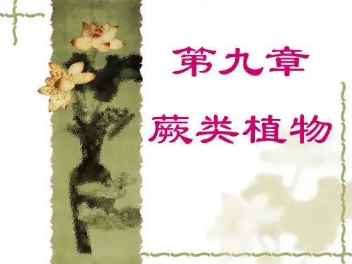 石大药用植物学课件09蕨类植物